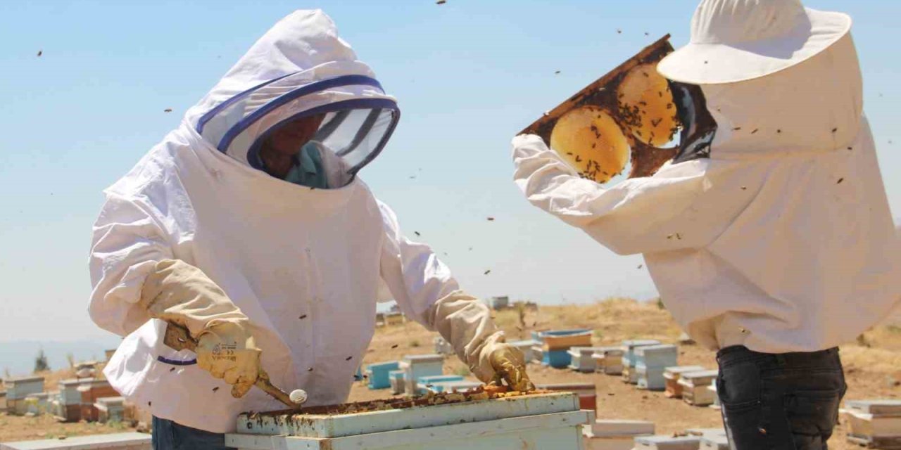 Erzincan’da arıcıların bal hasadı sürüyor