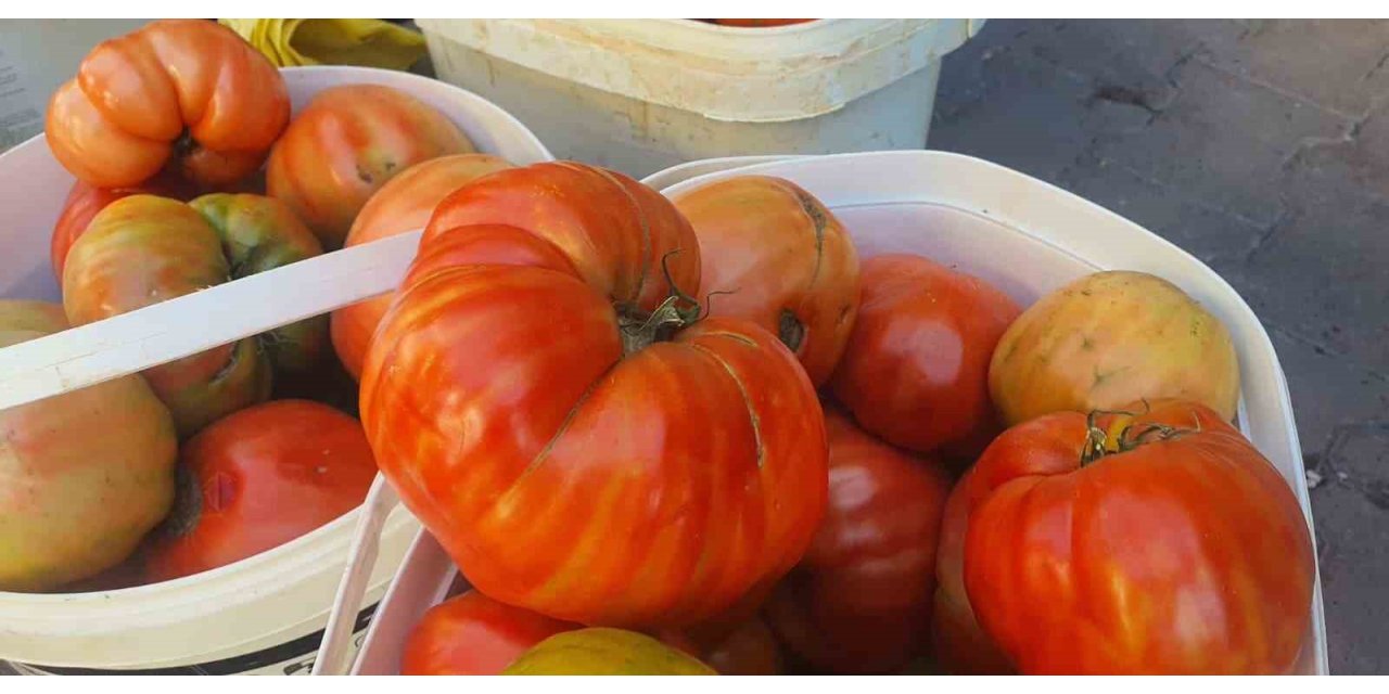 Ata tohumundan yetişen Mahman domatesi tezgahlarda yerini aldı