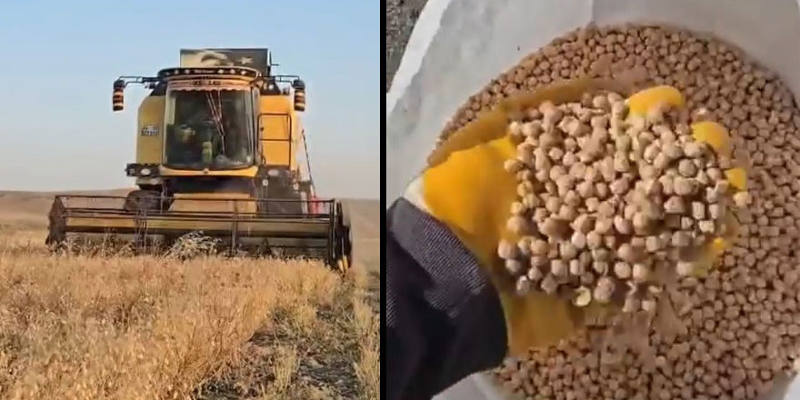 Kars’ta nohut hasadı başladı