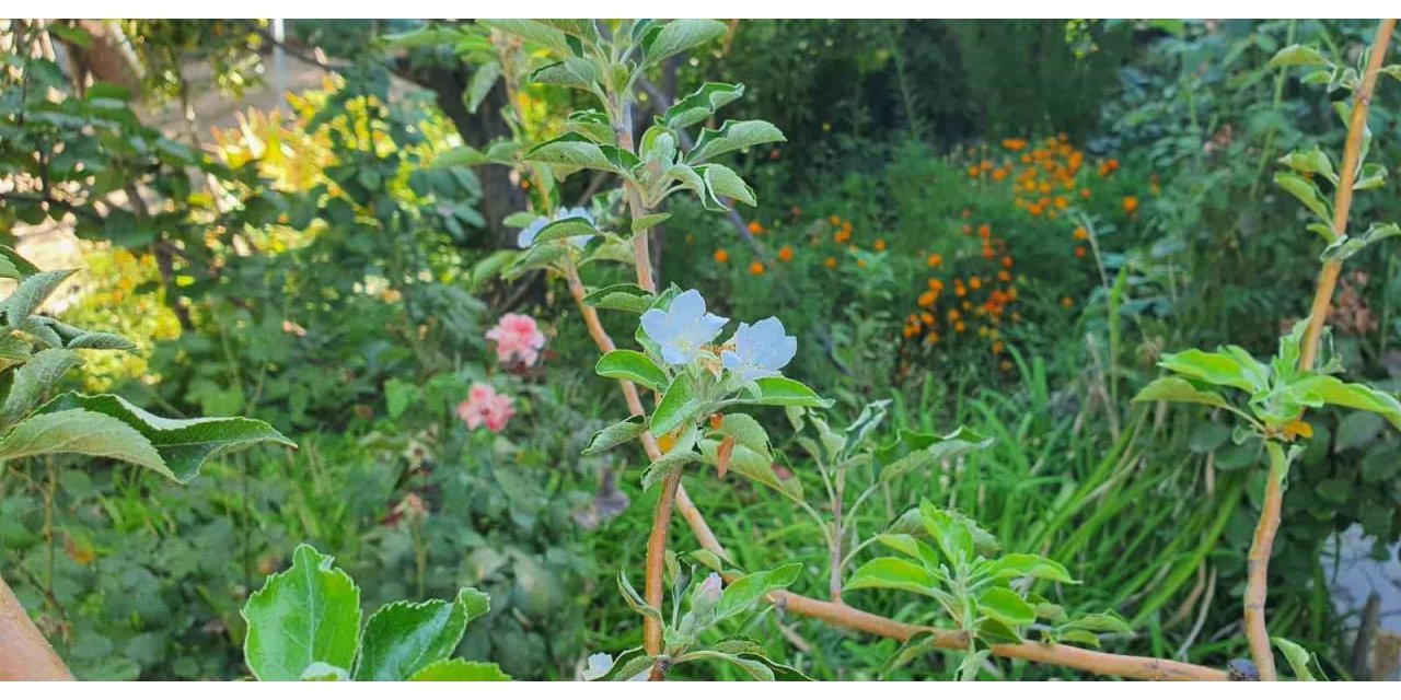 Sonbaharda bahar sürprizi: Elma ağacı çiçek açtı