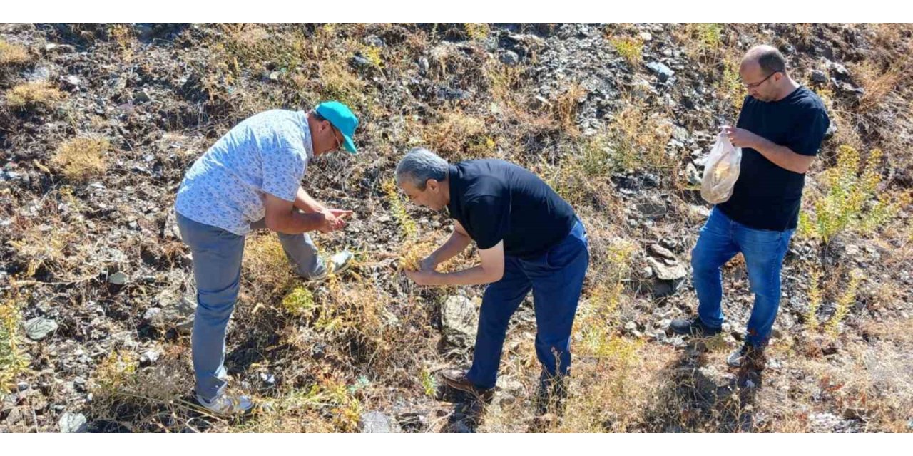 Elazığ’da maden çayı tohumu toplama çalışması