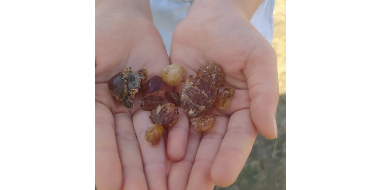 Patnos’ta çam sakızı şifa kaynağı oldu