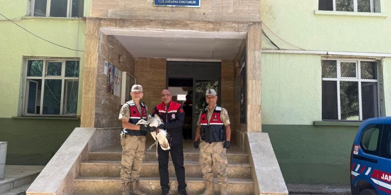 Hınıs’ta Toy kuşu yaralı olarak bulundu