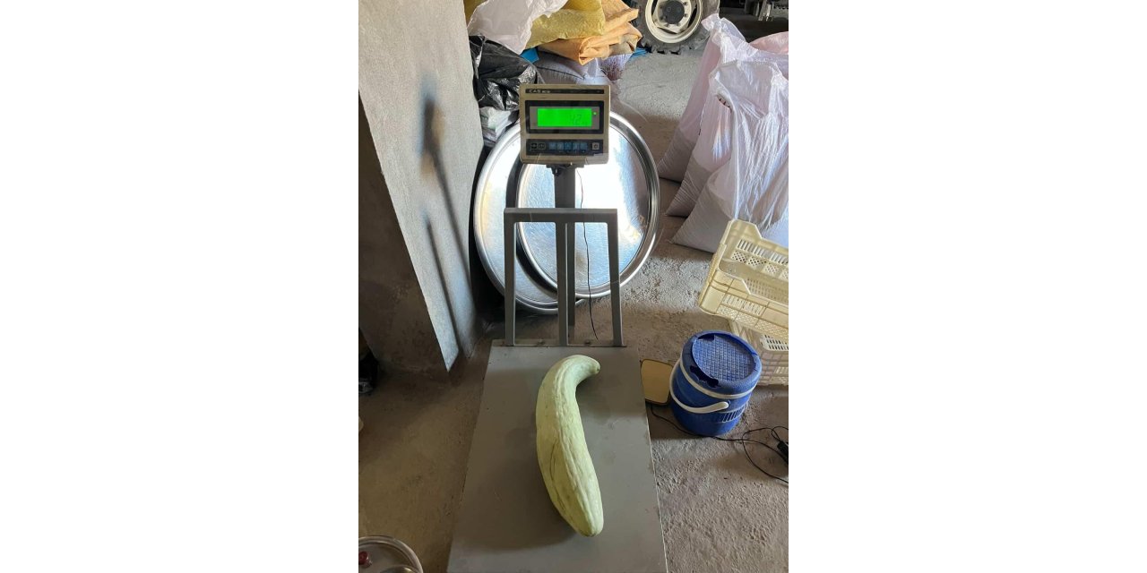 Elazığ’da 4,5 kiloluk dev acur hayrete düşürdü