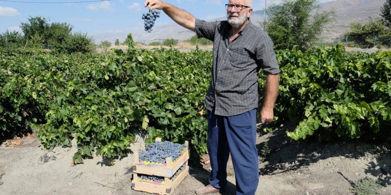 Erzincan Cimin üzümünde hasat başladı: Sofralıkta eşsiz, şarapta kullanılamaz