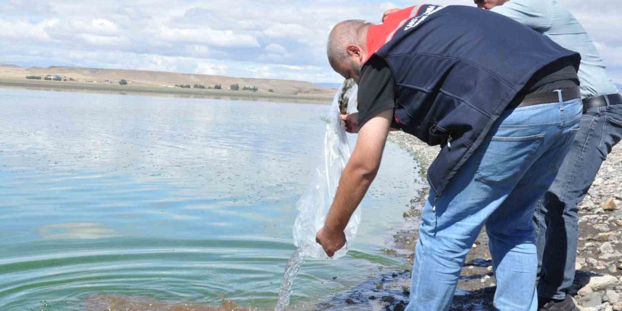 Kars göllerine binlerce sazan yavrusu bırakıldı