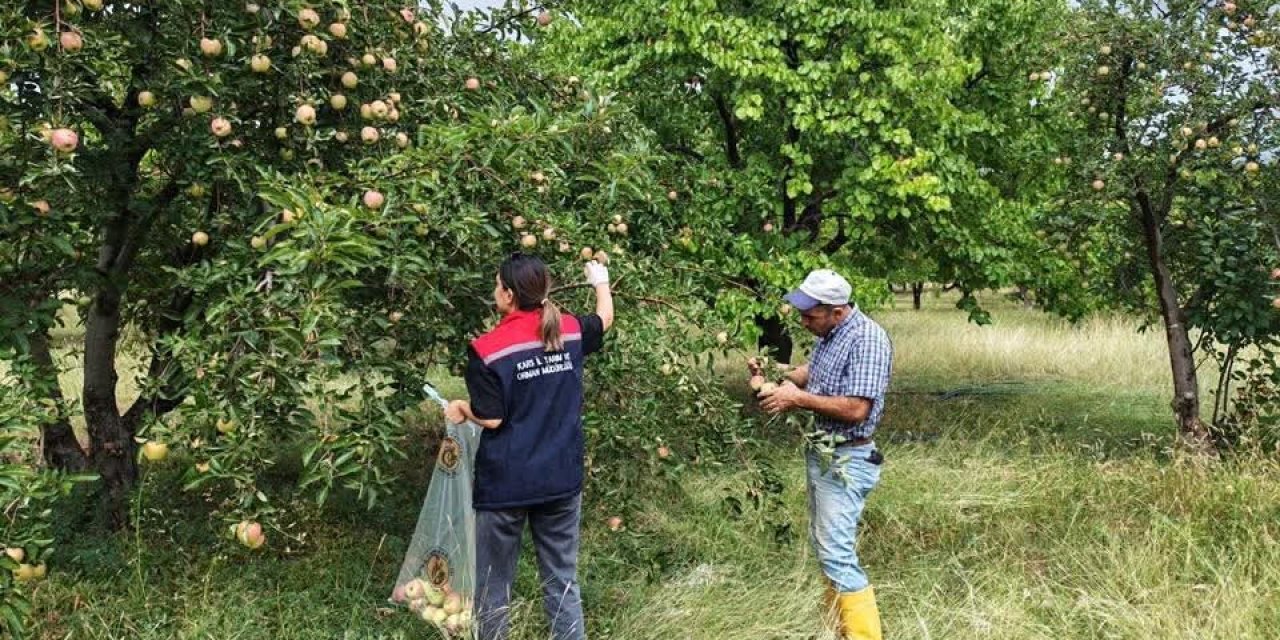Kağızman’da elma bahçelerinde Pestisit denetimi