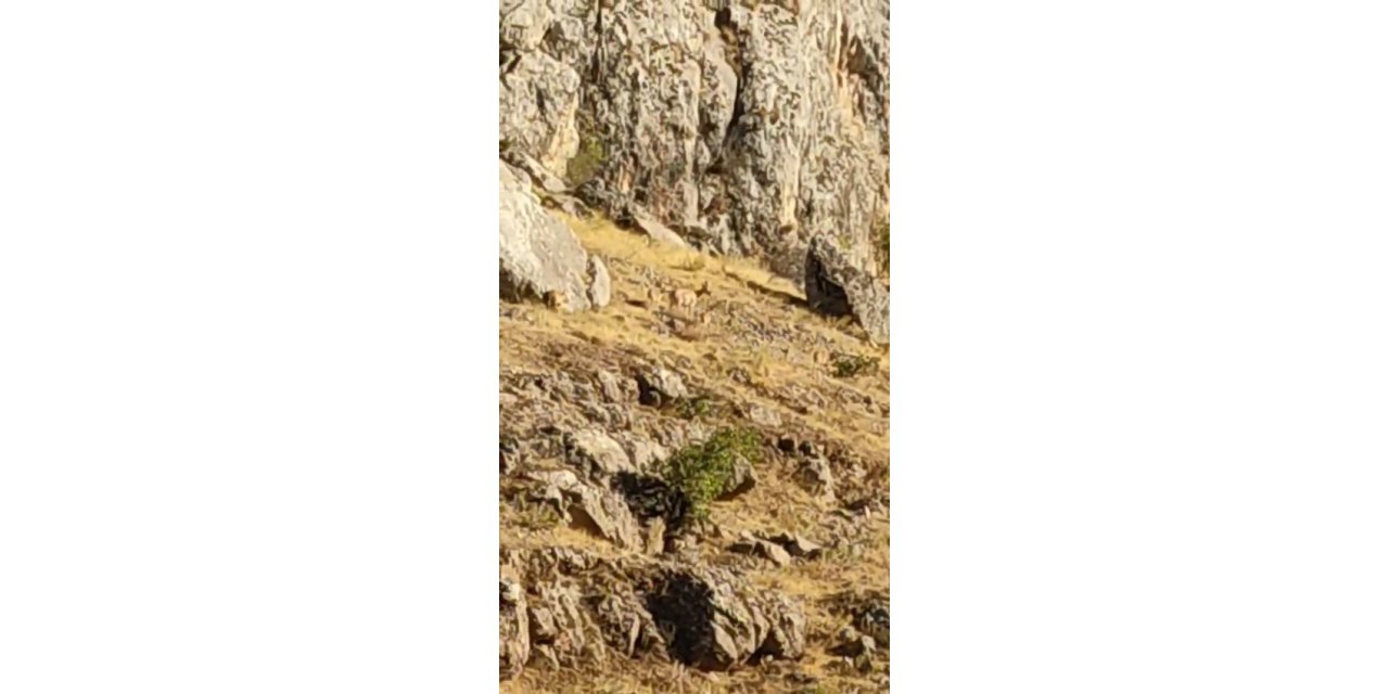 Tarihi Harput Mahallesi’nde dağ keçileri görüldü