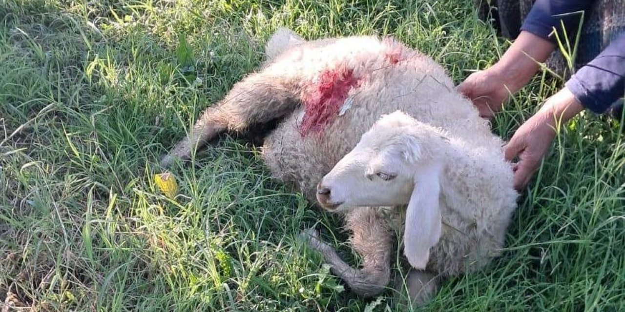 Erzincan’da başıboş sokak köpekleri 6 kuzuyu telef etti