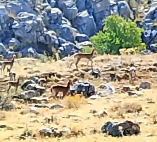 Malatya’da sürü halindeki yaban keçileri görüntülendi