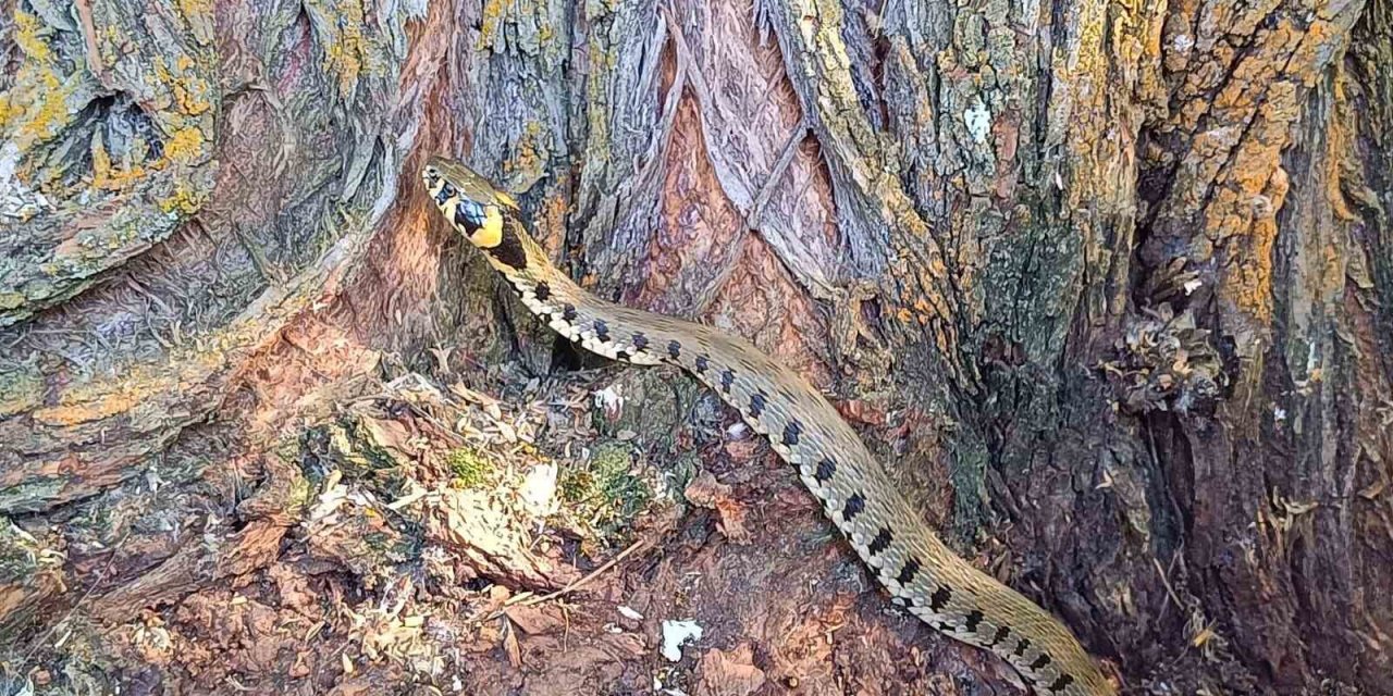 Küpeli su yılanı Tercan’da görüntülendi