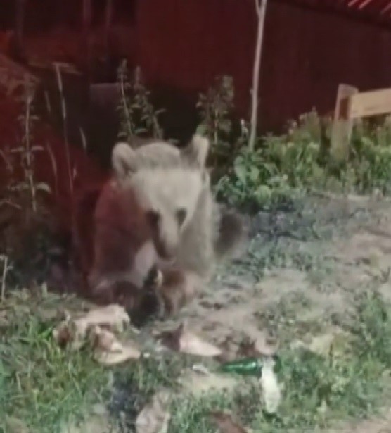 Dumanlı Parkında karnını duyuran ayı görüntülendi