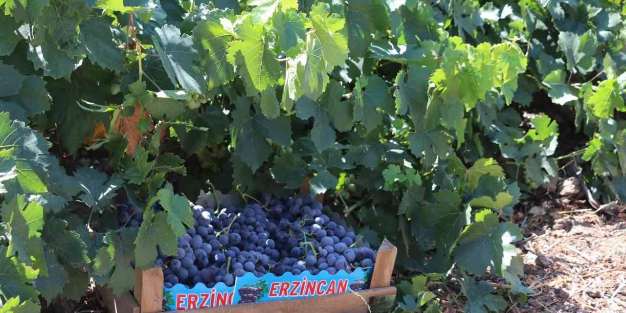 Zirai dondan etkilenen çiftçilere destek