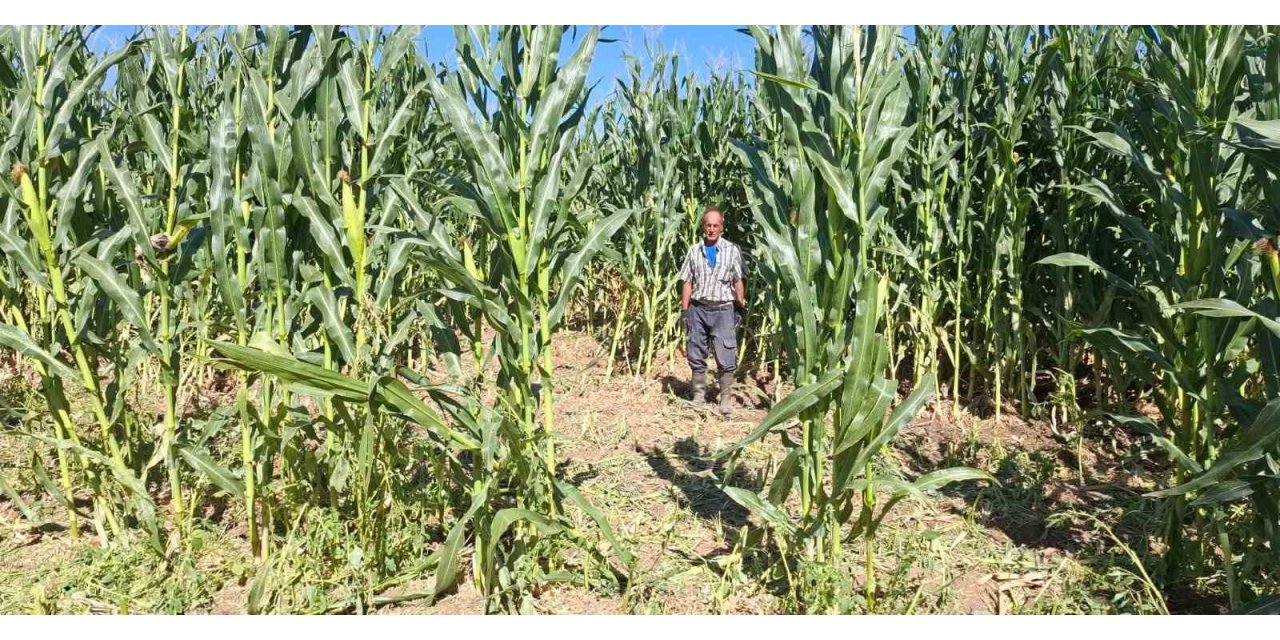 Elazığ’da domuz sürüsü mısır tarlasını talan etti