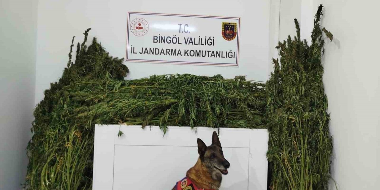 Bingöl’de 91 kilo esrar ele geçirildi