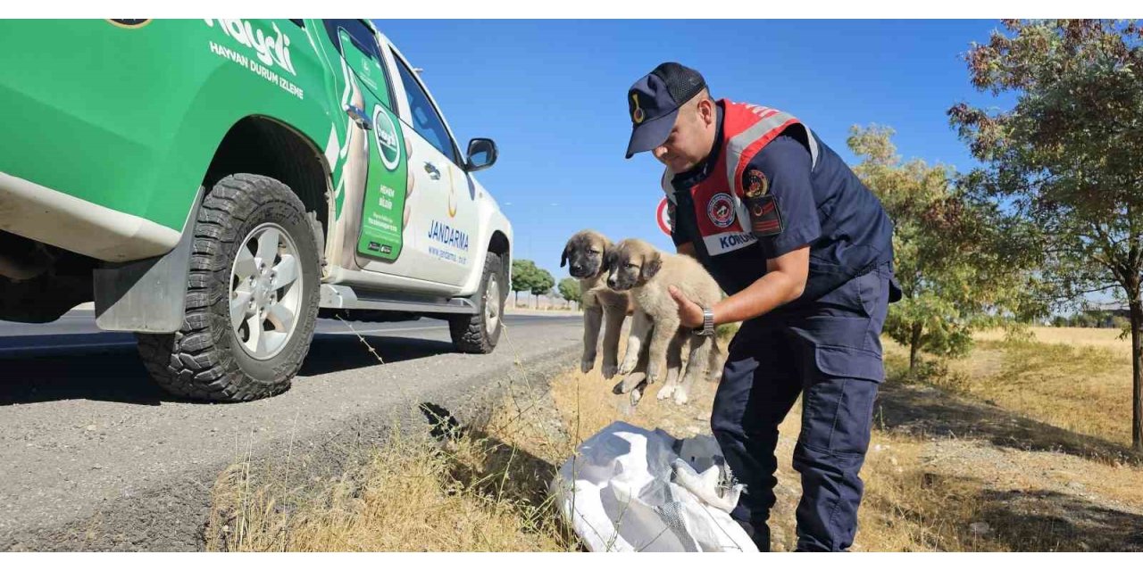 Muş’ta jandarma ekipleri çuval içerisinde yavru köpekler bulundu