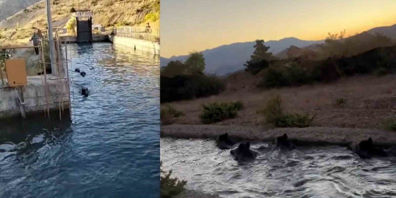 Sulama kanalında akıntıya kapılan domuz sürüsü ilginç görüntü oluşturdu