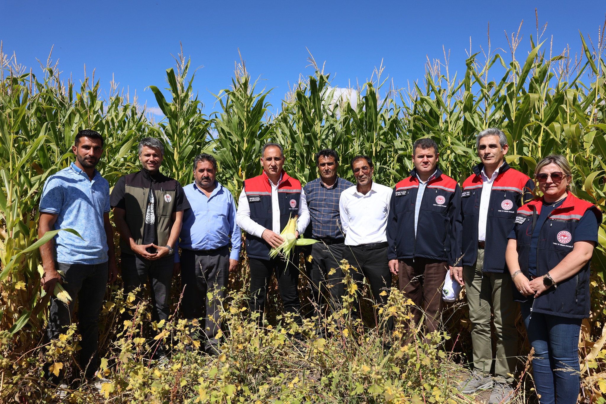 Kars’ta silajlık mısır hasadı başladı