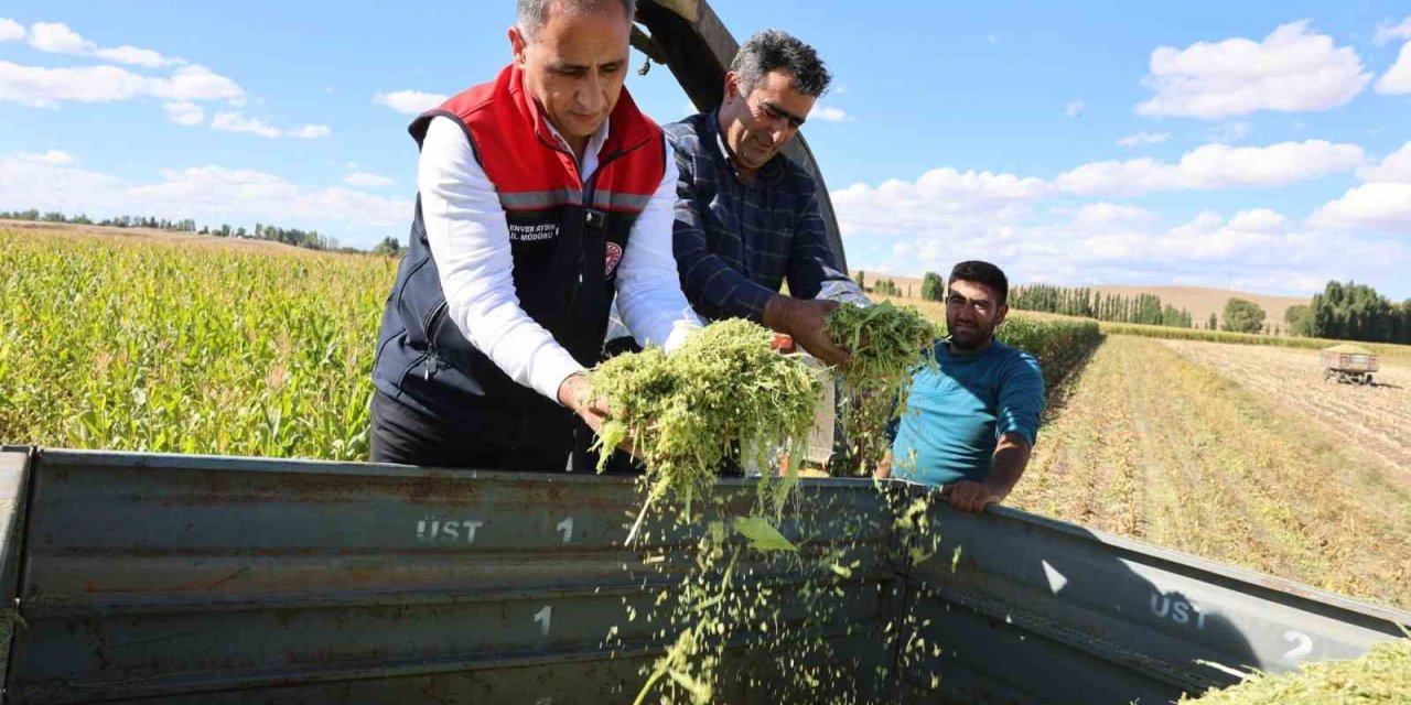 Kars’ta silajlık mısır hasadı