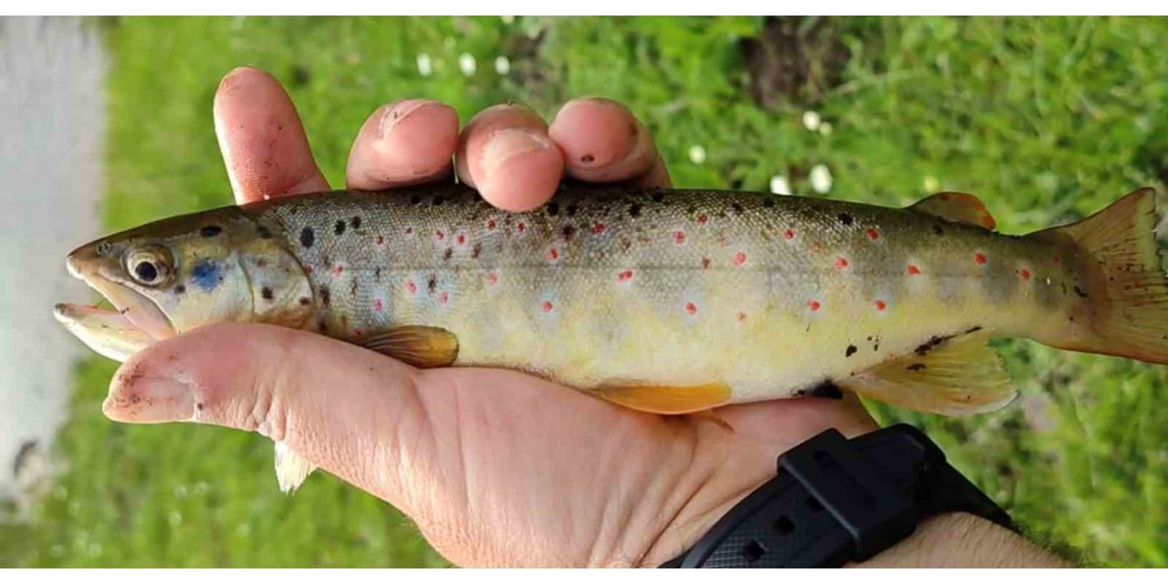 Erzincan’da kırmızı benekli alabalığın nesli tükeniyor