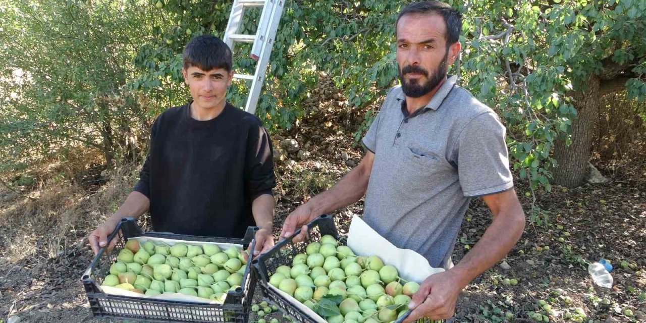 Malatya’da tescilli Akçadağ armudu hasadı başladı: Kilosu 70 TL’den alıcı buluyor