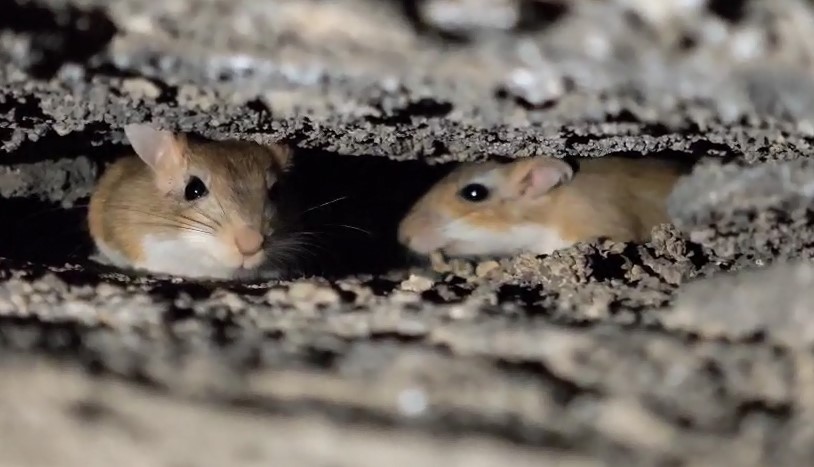Tatvan’da nesli tehdit altındaki Arap tavşanları görüntülendi