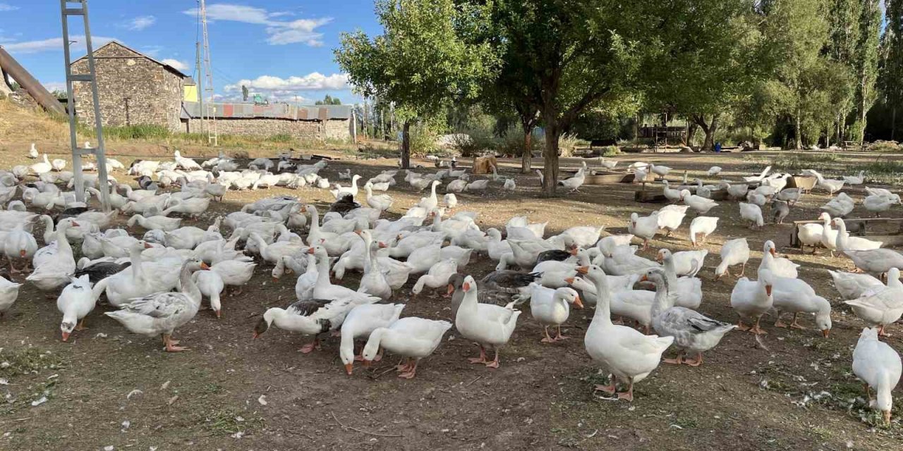 Kars’ta kazlar kesime hazırlanıyor: Sofralık lezzet için geri sayım başladı
