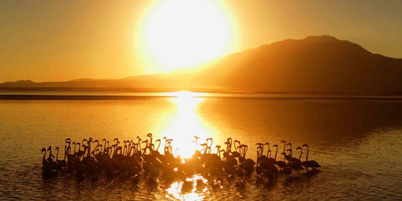 Van Gölü’nde gün batımıyla flamingoların güzelliği