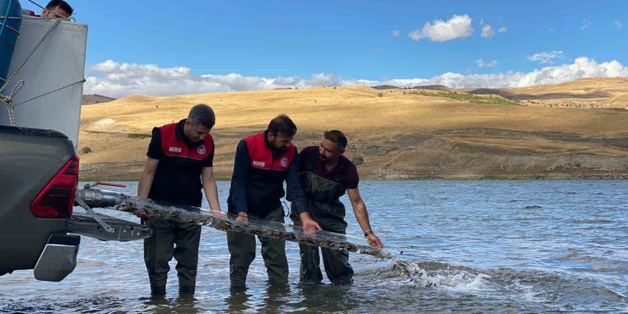 Muş’ta gölet ve barajlara 1 milyon sazan yavrusu bırakıldı