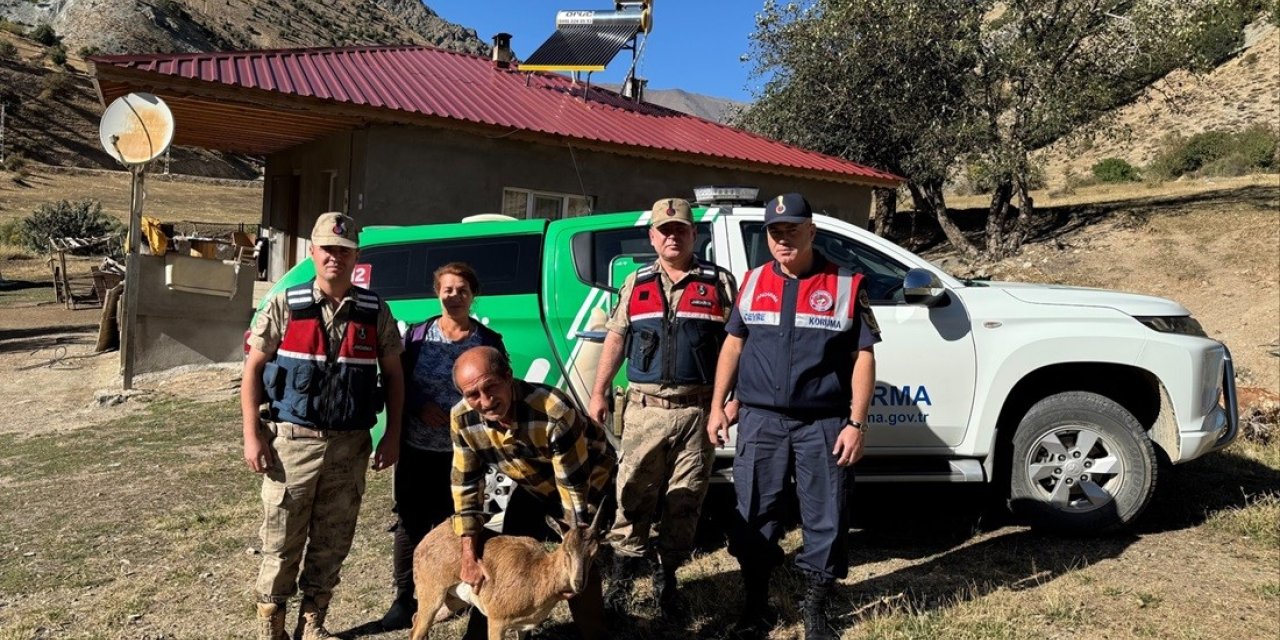 Jandarmadan yaralı yaban keçisine yardım eli