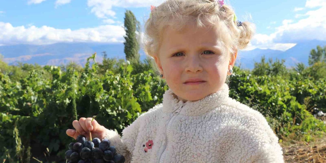 Erzincan’ın az şekerli "Cimin üzümü"nün hasadı sürüyor