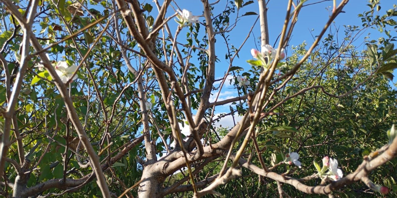 Elazığ’da elma ağacı çiçek açtı