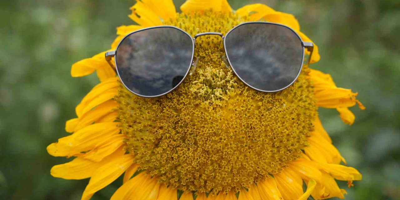 Sarının her tonu ile güneşi kıskandıran ayçiçeği tarlaları göz kamaştırıyor