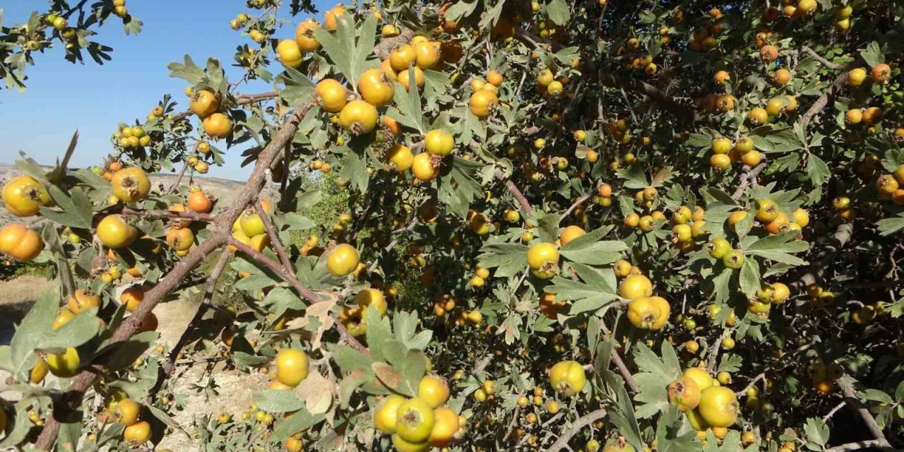 Malatya’da şifa deposu alıçta hasat zamanı