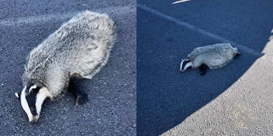 Akyaka’da aracın çarptığı porsuk telef oldu