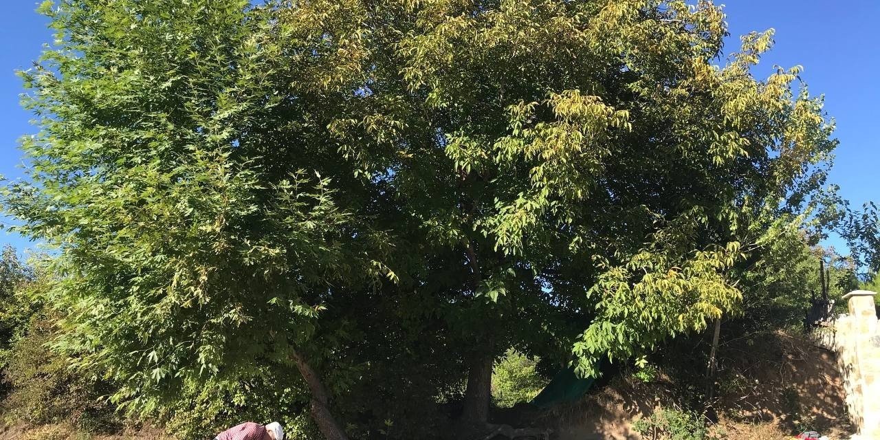 Erzincan’da köylülerin zorlu ceviz hasadı başladı