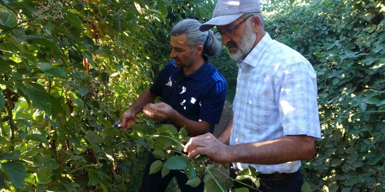 Malatya’da bitkisel üretim çeşitliliğinde üzümsü meyvelerin üretimi yaygınlaşıyor