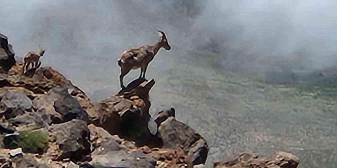 Ağrı Dağı’nda 4 bin rakımda dağ keçileri görüntülendi