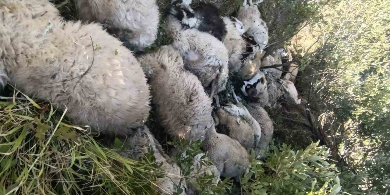 Tunceli’de koyun izdihamı: 29 hayvan telef oldu