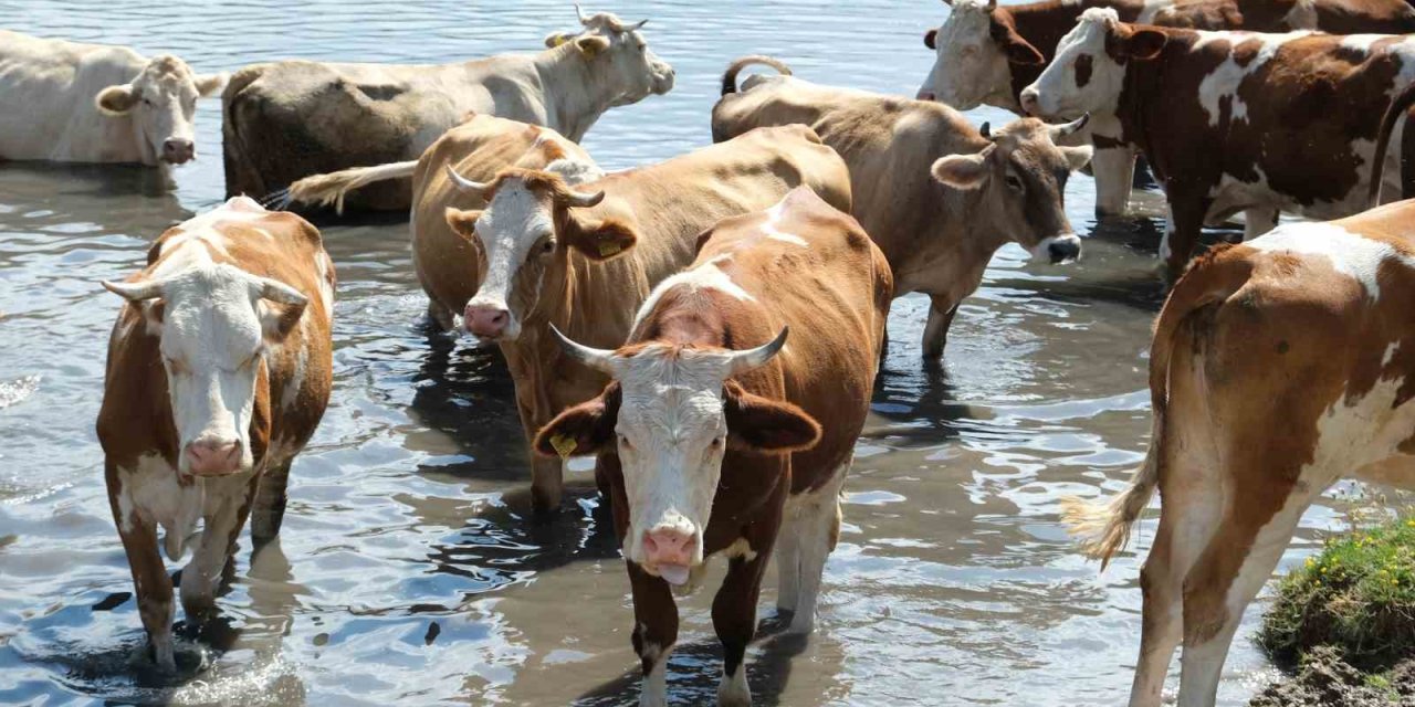 Türkiye’nin 2024 hayvan varlığı istatistikleri açıklandı