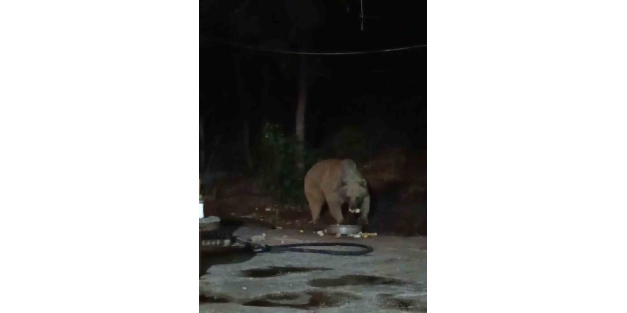 Bingöl’de şantiye alanına inen ayı karnını doyurdu... O anlar kamerada