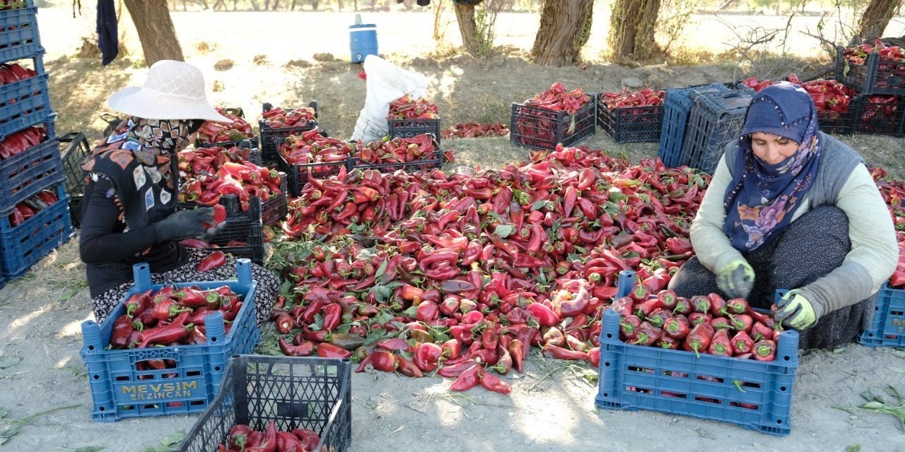 Erzincan’da 100 tonluk üretim hedefi gerçek oldu!