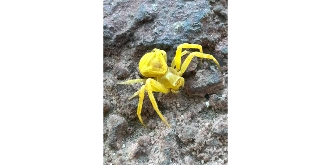 Elazığ’da Sarı Yengeç örümceği görüldü