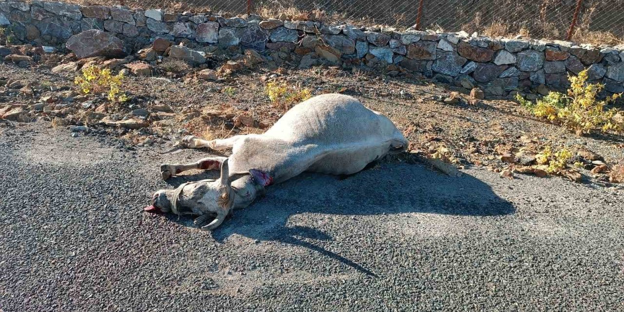 Elazığ’da otomobilin çarptığı inek telef oldu