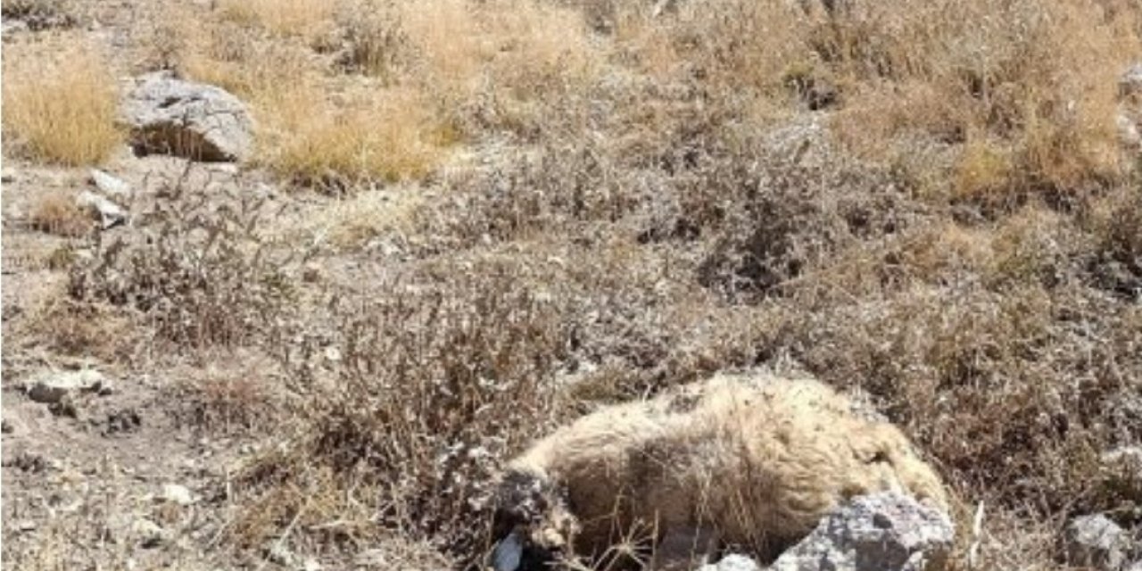 Başkale’de kurt saldırısı: Onlarca koyun telef oldu