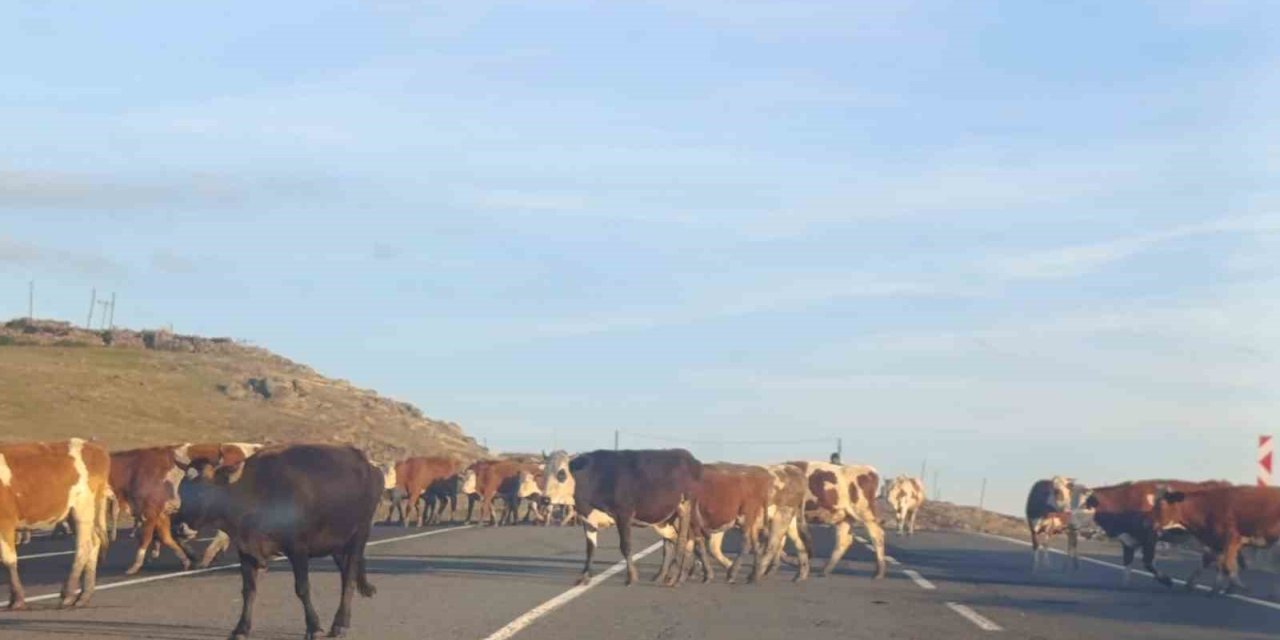 Kars’ta karayoluna çıkan büyükbaş hayvanlar trafiği aksattı