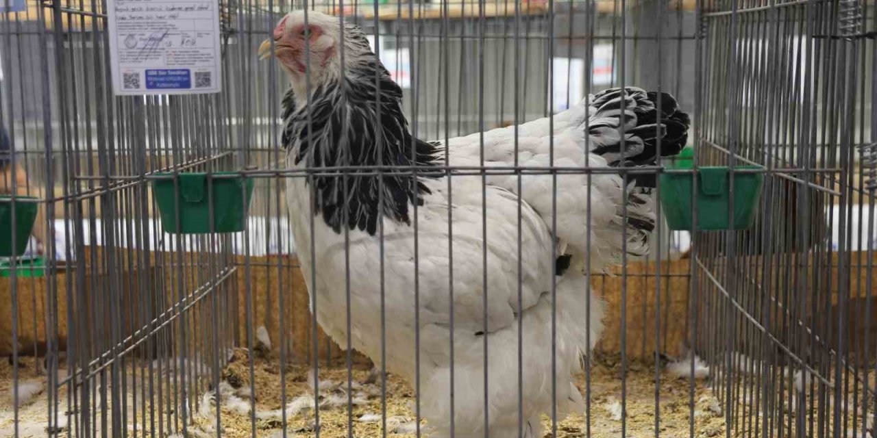 Doğu ve Güneydoğu’nun en güzel horoz ve tavukları belli oldu