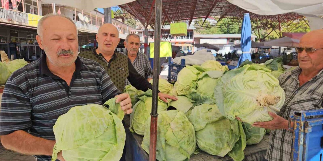 Malatya’da Gökyar lahanasında hasat zamanı