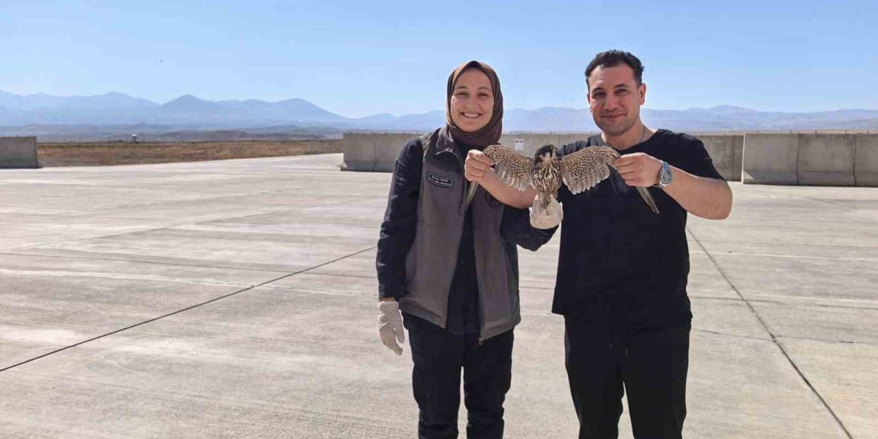 Bitkin halde bulunan yaralı Delice Doğan tedavi altına alındı