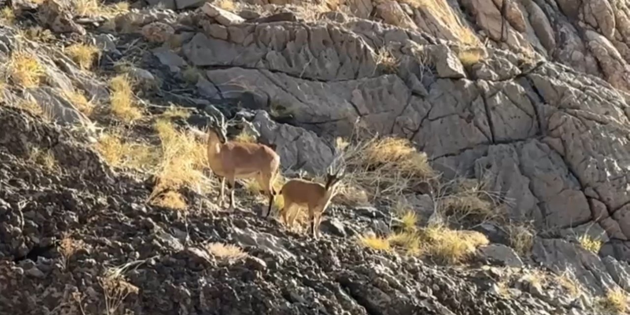 Cilo Dağı’nda doğaseverlere dağ keçisi sürprizi